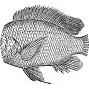 Nile tilapia
