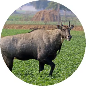 Nilgai