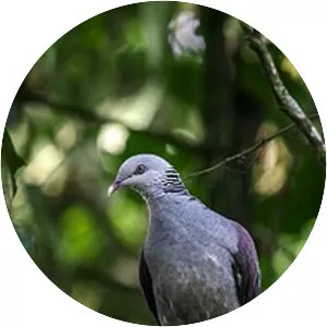 Nilgiri wood pigeon