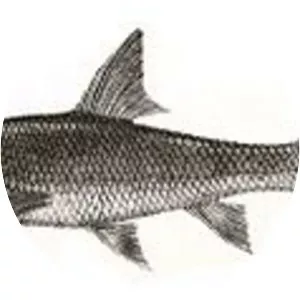 Nilgiris barb