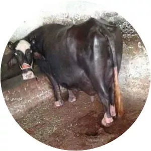 Nili-Ravi - Domestic water buffalo breed