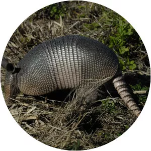 Nine-banded armadillo - Animal