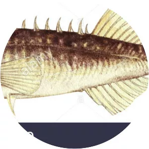 Ninespine stickleback