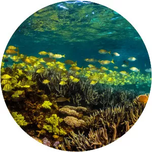 Ningaloo Coast - Coral reef