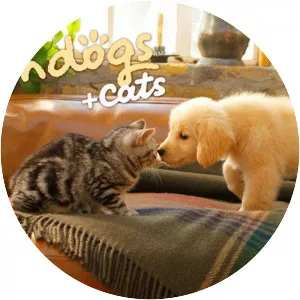 Nintendogs + Cats
