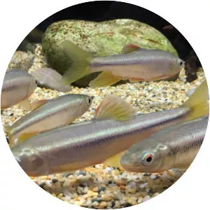 Nipponocypris temminckii