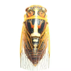 Nipponosemia terminalis