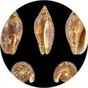 Nitidella nitida