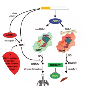 Nitric oxide synthase - 