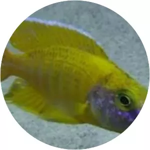 Nkhomo-benga peacock