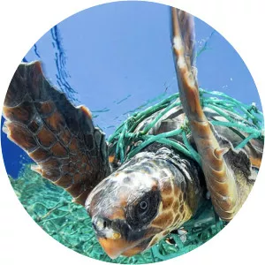 No More Plastic: In Search of a Sustainable Future