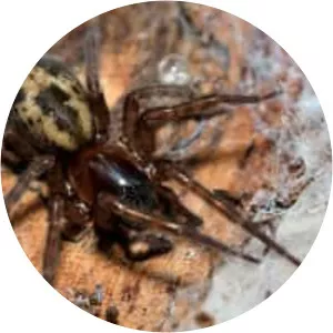 Noble false widow