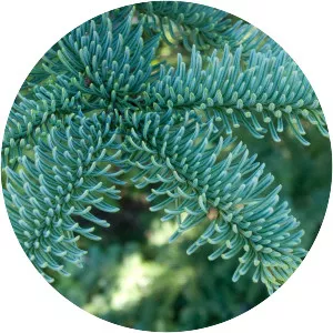 Noble fir