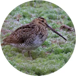 Noble snipe