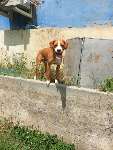 NOBLE Y FIEL AMIGO - Dog trainer in Oviedo, Spain