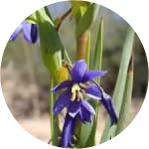 Nodding blue lily