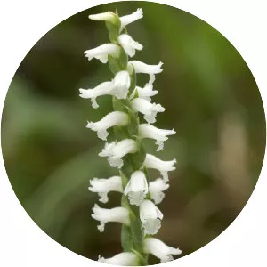 Nodding lady's tresses