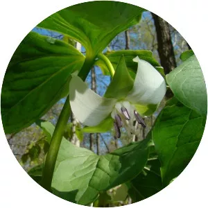 Nodding trillium