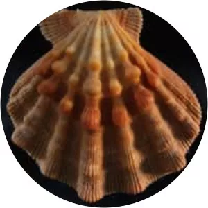 Nodipecten