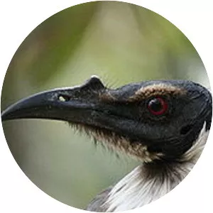 Noisy friarbird - Birds