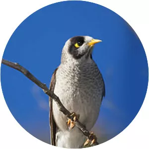 Noisy miner