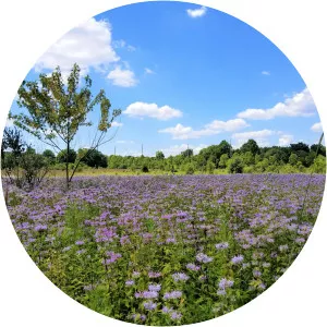 Nonie Werbe Krauss Preserve - 