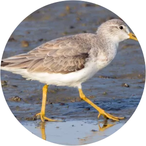 Nordmann's greenshank - Birds