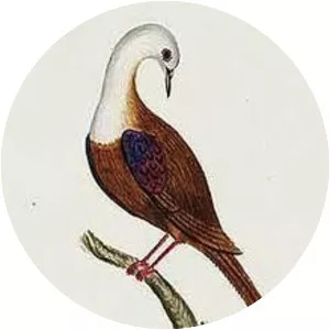 Norfolk ground dove - 