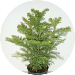 Norfolk Island pine