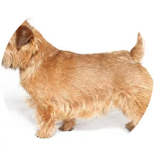 Norfolk Terrier