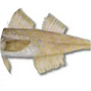 Normanichthys crockeri - 