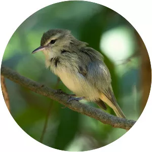 Noronha vireo