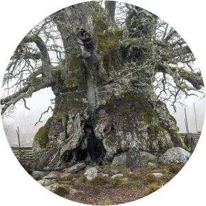 Norra Kvill National Park - 