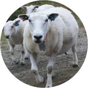 Norsk kvit sau - Animal