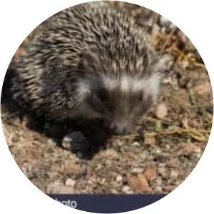 North African hedgehog photograph