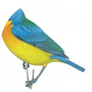 North American buntings