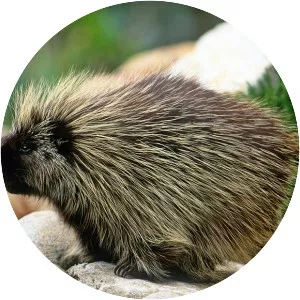 North American porcupine