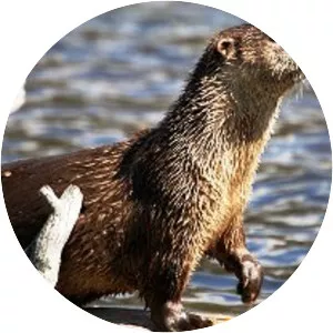 North American river otter