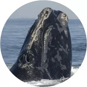 North Atlantic right whale