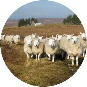 North Country Cheviot