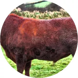 North Devon cattle