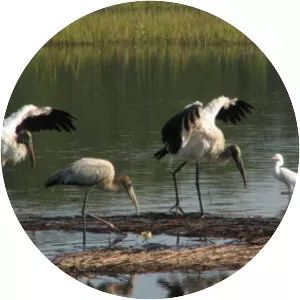 North Inlet-Winyah Bay National Estuarine Research Reserve