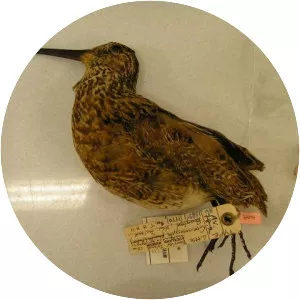 North Island snipe - 