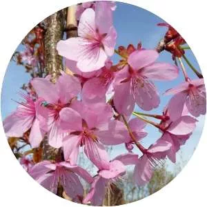 North japanese hill cherry