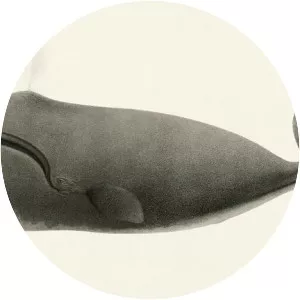 North Pacific right whale