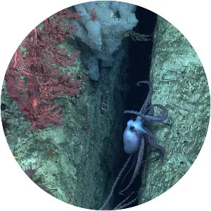 Northeast Canyons and Seamounts Marine National Monument