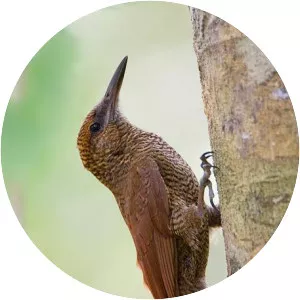 Northern barred woodcreeper - Bird