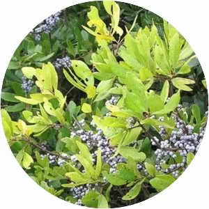 Northern bayberry - Plants