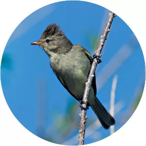 Northern beardless tyrannulet