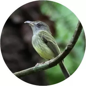 Northern bentbill
